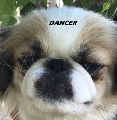 Mother of the Japanese Chin puppies born on 10/20/2017