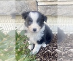 Small Photo #10 Australian Shepherd Puppy For Sale in LODA, IL, USA