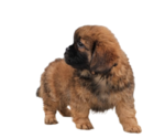 Small Photo #3 ShihPoo Puppy For Sale in SAN DIEGO, CA, USA