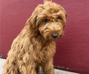 Goldendoodle (Miniature) Puppy for sale in ELK GROVE, CA, USA