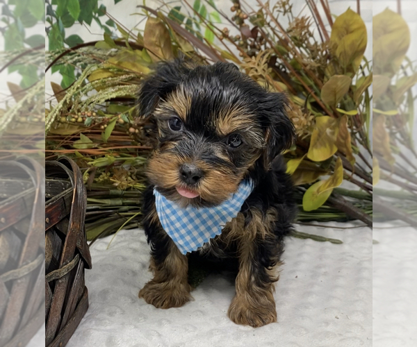 Medium Photo #4 Shorkie Tzu Puppy For Sale in SELLERSBURG, IN, USA