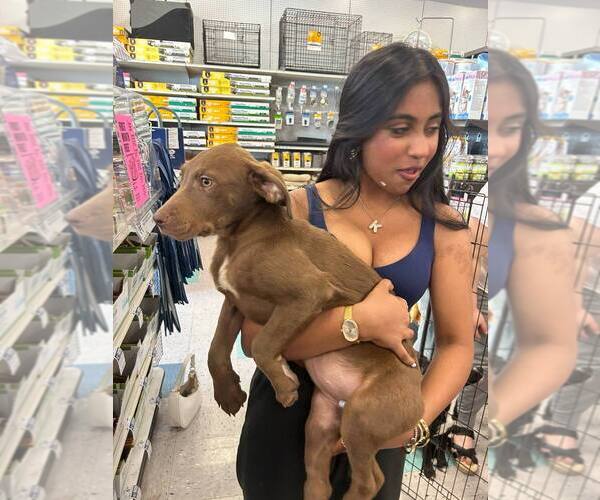 Medium Photo #1 Labrador Retriever-Unknown Mix Puppy For Sale in Palatine/Kildeer/Buffalo grove, IL, USA