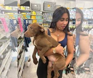 Labrador Retriever-Unknown Mix Dogs for adoption in Palatine/Kildeer/Buffalo grove, IL, USA