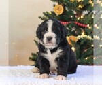 Small Photo #3 Bernedoodle-Poodle (Standard) Mix Puppy For Sale in DENVER, PA, USA