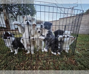 Akita Puppy for sale in LA MIRADA, CA, USA