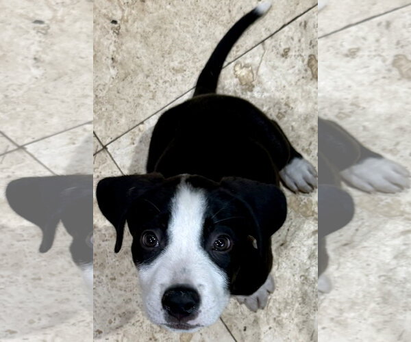 Medium Photo #1 Labrador Retriever Puppy For Sale in Boca Raton, FL, USA