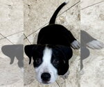 Small Labrador Retriever