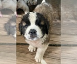 Puppy Polaris Saint Bernard
