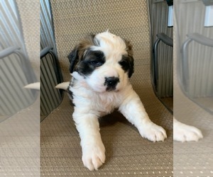 Saint Bernard Puppy for sale in MARENGO, WI, USA