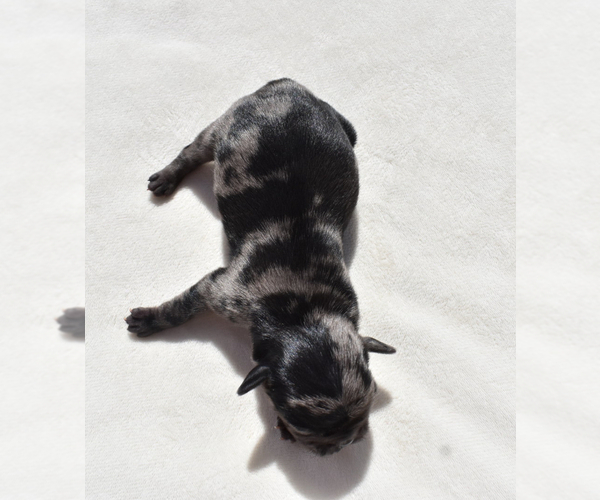 Medium Photo #9 Pug Puppy For Sale in PALM COAST, FL, USA
