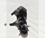 Small #8 Pug