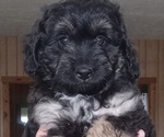 Puppy Iker Aussiedoodle Toy