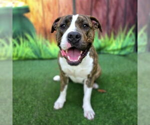 Mutt Dogs for adoption in Long Beach, CA, USA