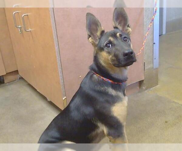 Medium Photo #1 German Shepherd Dog-Unknown Mix Puppy For Sale in Sacramento, CA, USA