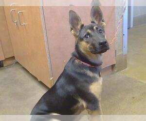 German Shepherd Dog-Unknown Mix Dogs for adoption in Sacramento, CA, USA