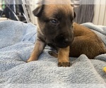 Small Photo #221 Belgian Malinois Puppy For Sale in REESEVILLE, WI, USA