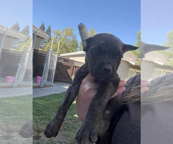 Medium Photo #37 Cane Corso Puppy For Sale in LIVERMORE, CA, USA