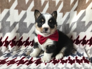 Pembroke Welsh Corgi Puppy for sale in NEW PROVIDENCE, PA, USA