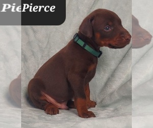 Doberman Pinscher Puppy for sale in POMEROY, OH, USA