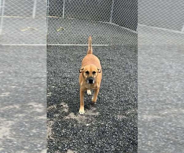 Medium Photo #5 Labrador Retriever-Unknown Mix Puppy For Sale in Lewistown, PA, USA