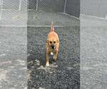 Small #4 Labrador Retriever Mix