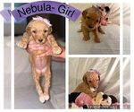 Puppy Nebula Goldendoodle