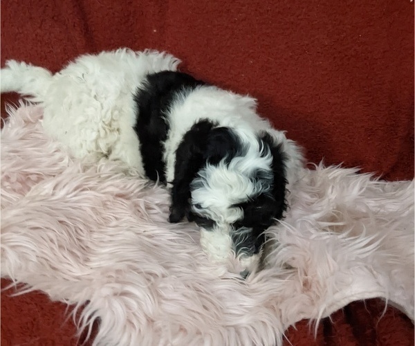 Medium Photo #2 Sheepadoodle Puppy For Sale in LITTLETON, CO, USA