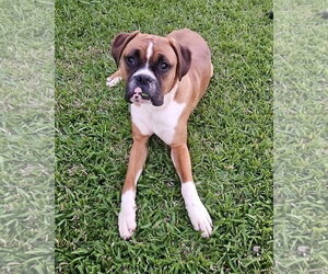 Boxer Dogs for adoption in Dumont, NJ, USA