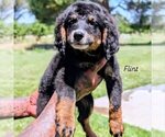 Puppy Flint Bernedoodle (Miniature)