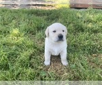 Small Photo #5 Labrador Retriever Puppy For Sale in VANCOUVER, WA, USA