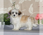 Small Photo #1 Mal-Shi Puppy For Sale in RISING SUN, MD, USA