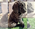 Puppy Jake Poodle (Standard)