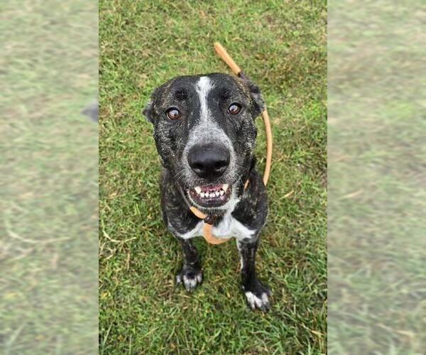 Medium Photo #1 American Pit Bull Terrier-Unknown Mix Puppy For Sale in Louisville, KY, USA