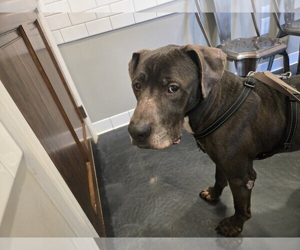 Medium Photo #3 Great Dane-Labrador Retriever Mix Puppy For Sale in Jackson, MS, USA