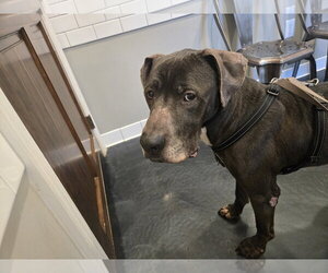 Lexington - Male Great Dane-Labrador Retriever Mix Dog for Adoption - Photo #3