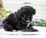 Small Photo #11 Aussiedoodle Miniature  Puppy For Sale in MILLERSBURG, OH, USA
