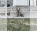 Small Photo #3 Labrador Retriever Puppy For Sale in DES MOINES, IA, USA