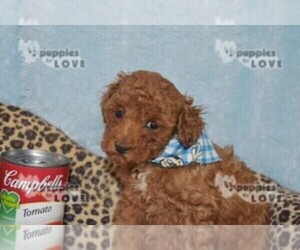 Poodle (Toy) Puppy for sale in SANGER, TX, USA