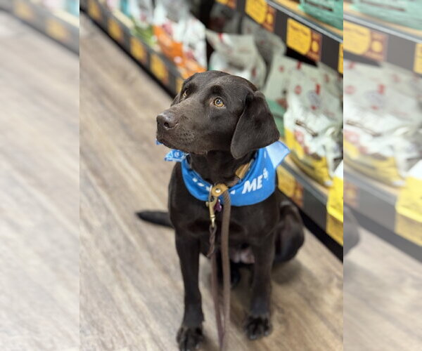 Medium Photo #2 Labrador Retriever-Unknown Mix Puppy For Sale in Fort Worth, TX, USA