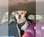 Small Photo #2 Chinese Shar-Pei-Labrador Retriever Mix Puppy For Sale in Rustburg, VA, USA