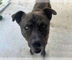 Mountain Cur-Unknown Mix Dogs for adoption in Anniston, AL, USA