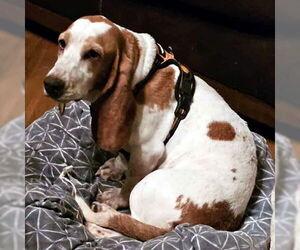Basset Hound Dogs for adoption in Deepwater, NJ, USA