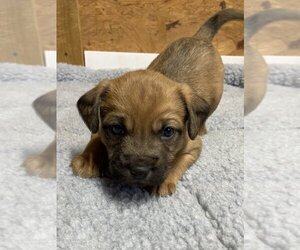 Border Terrier-Chinese Shar-Pei Mix Dogs for adoption in Bolivar, MO, USA