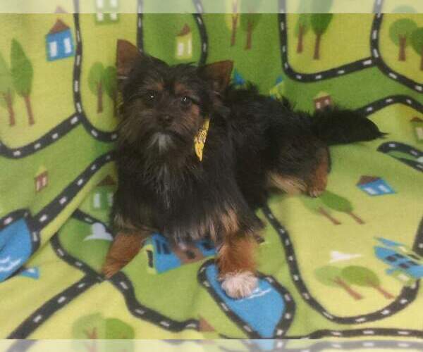 Medium Photo #6 Pomeranian-Unknown Mix Puppy For Sale in FAIRLAWN, OH, USA