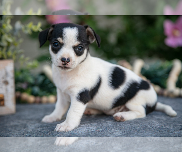 Medium Photo #2 Chihuahua Puppy For Sale in MONROE, IN, USA