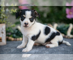 Small #1 Chihuahua
