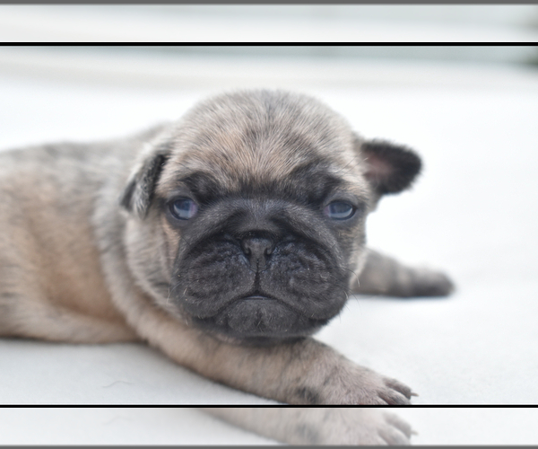 Medium Photo #4 Pug Puppy For Sale in PALM COAST, FL, USA