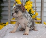 Small #4 French Bulldog