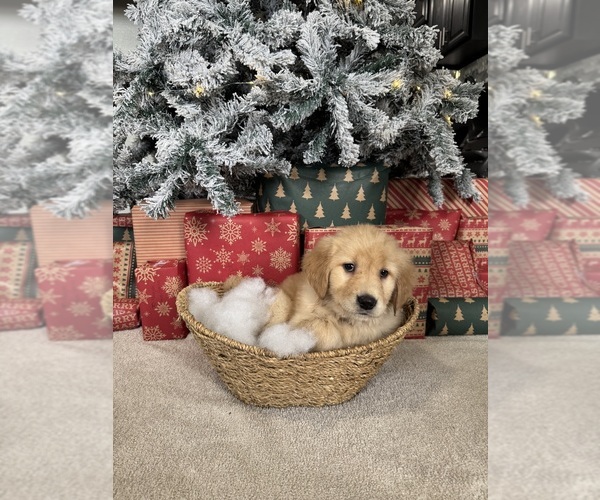 Medium Photo #24 Golden Retriever Puppy For Sale in DAVENPORT, FL, USA