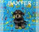 Small #1 Schnoodle (Miniature)